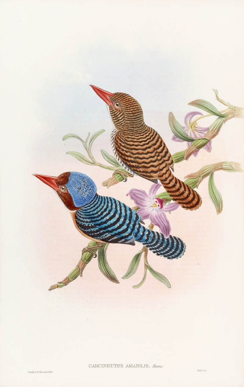 Tenasserim Kingfisher by John Gould, 1850-1883 — digital art print download