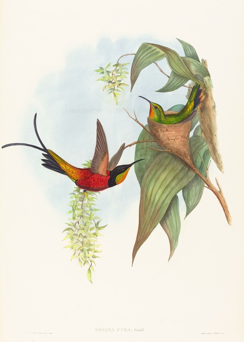 Topaza pyra — John Gould