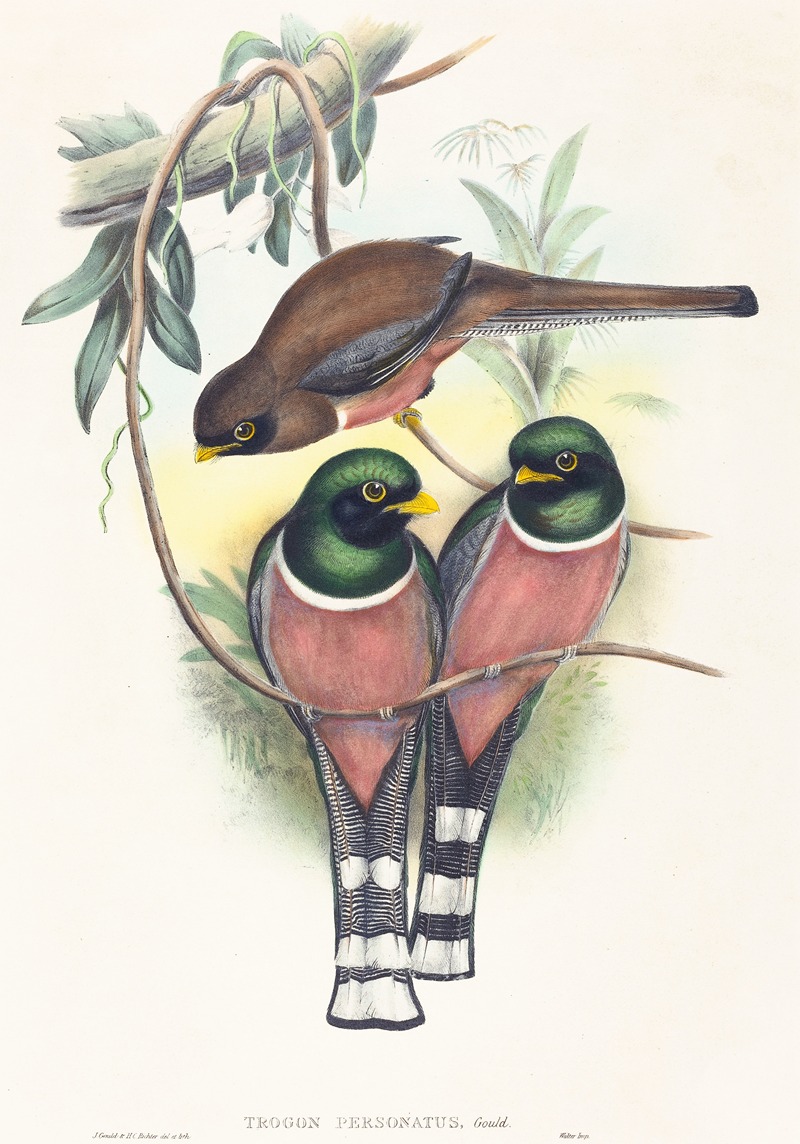 Trogan personatus by John Gould — digital art print download