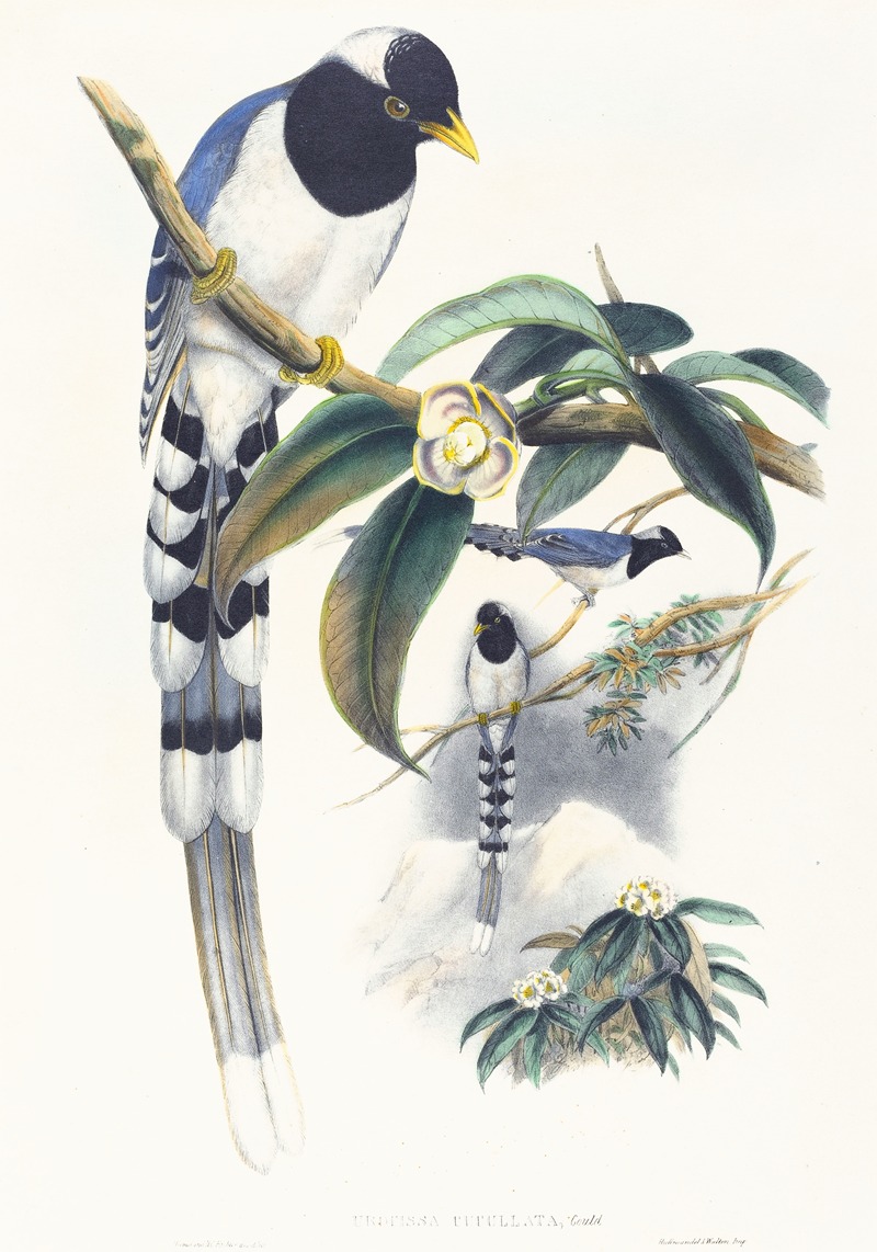 Urocissa cucullata by John Gould — digital art print download