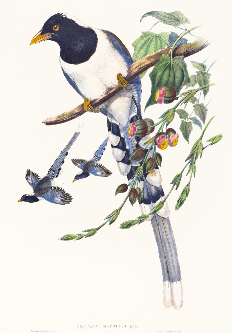 Urocissa magnirostris by John Gould — digital art print download