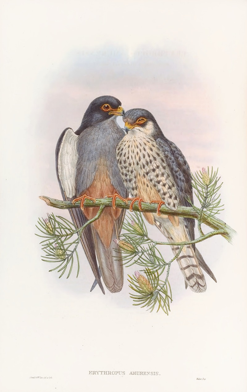 White-winged Red-footed Kestrel by John Gould, 1850-1883 — digital art print download