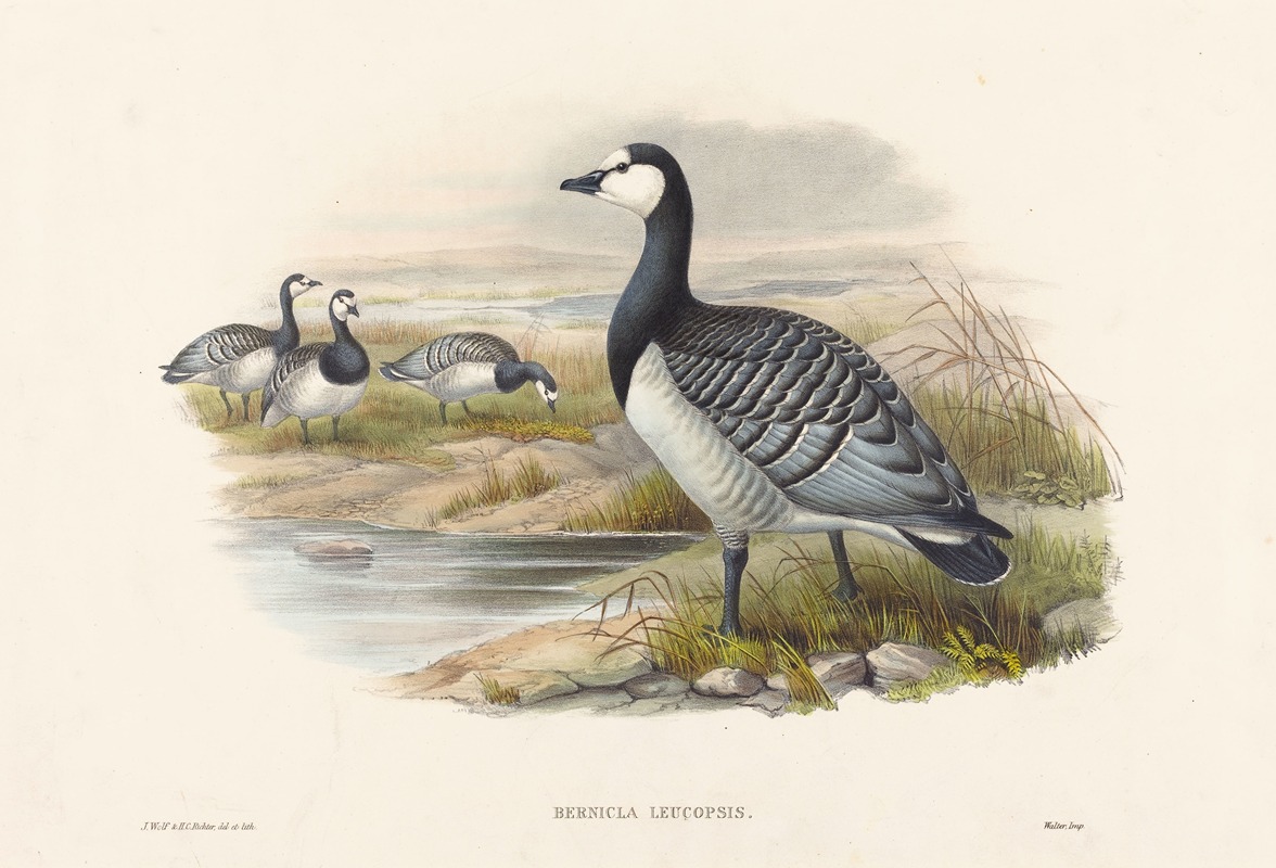Barnacle Goose by Joseph Wolf — digital art print download