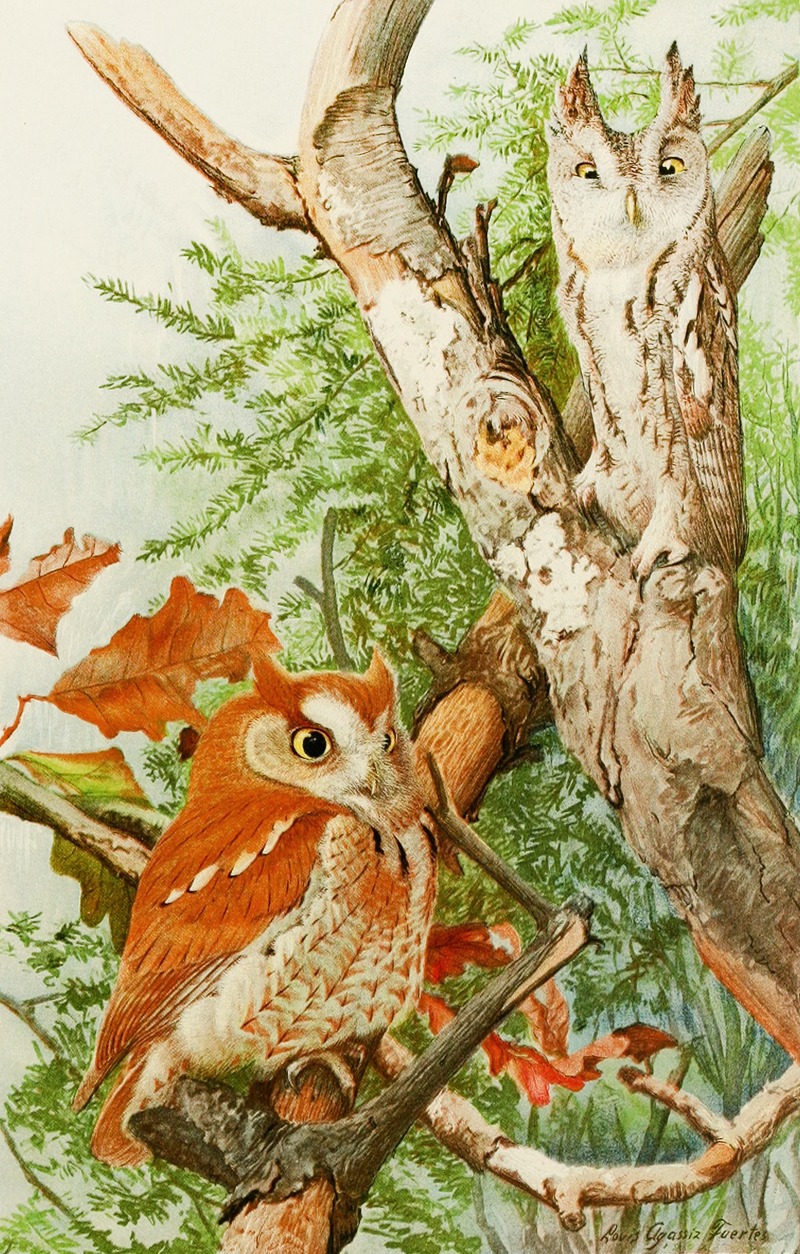 Screech Owl by Луис Агаcсиз Фуэртес, 1858 — digital art print download