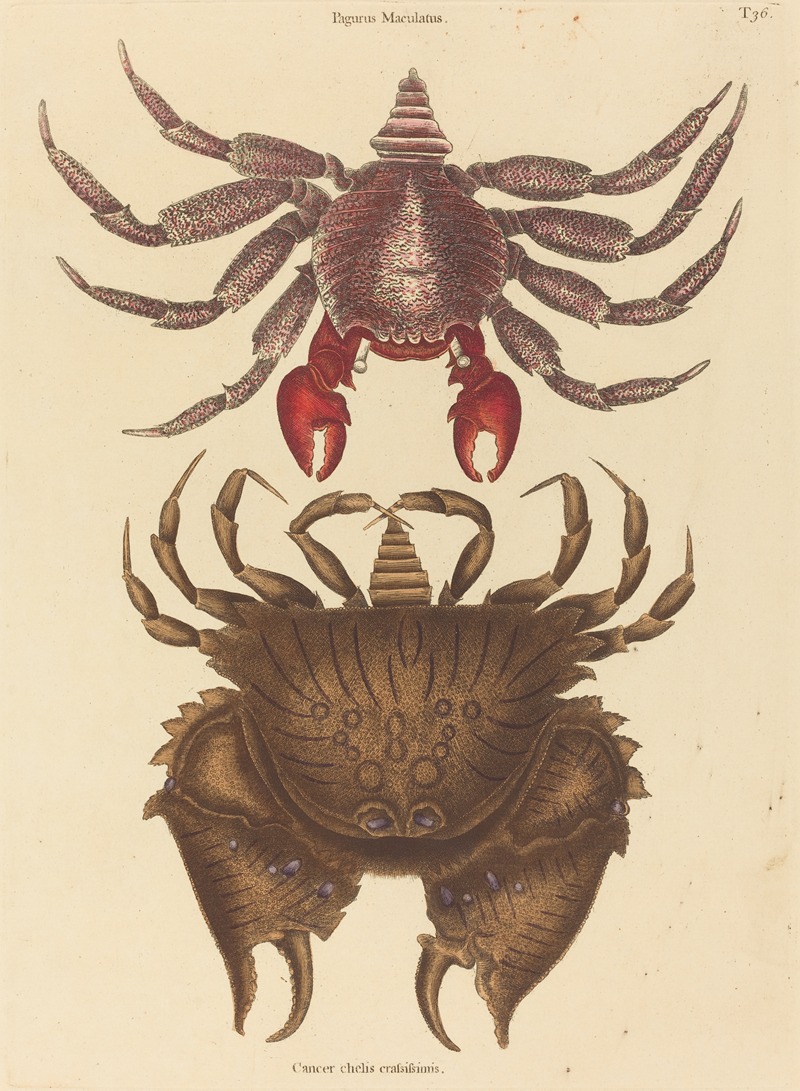 Red Mottled Rock-crab (Cancer grapsus) — Mark Catesby