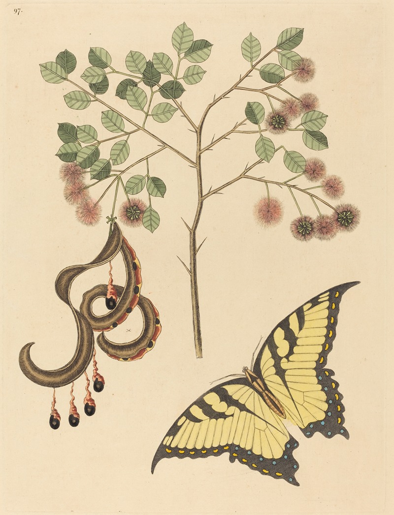 Cat's Claw (Mimosa circinalis) by Mark Catesby, 1731-1743 — digital art print download