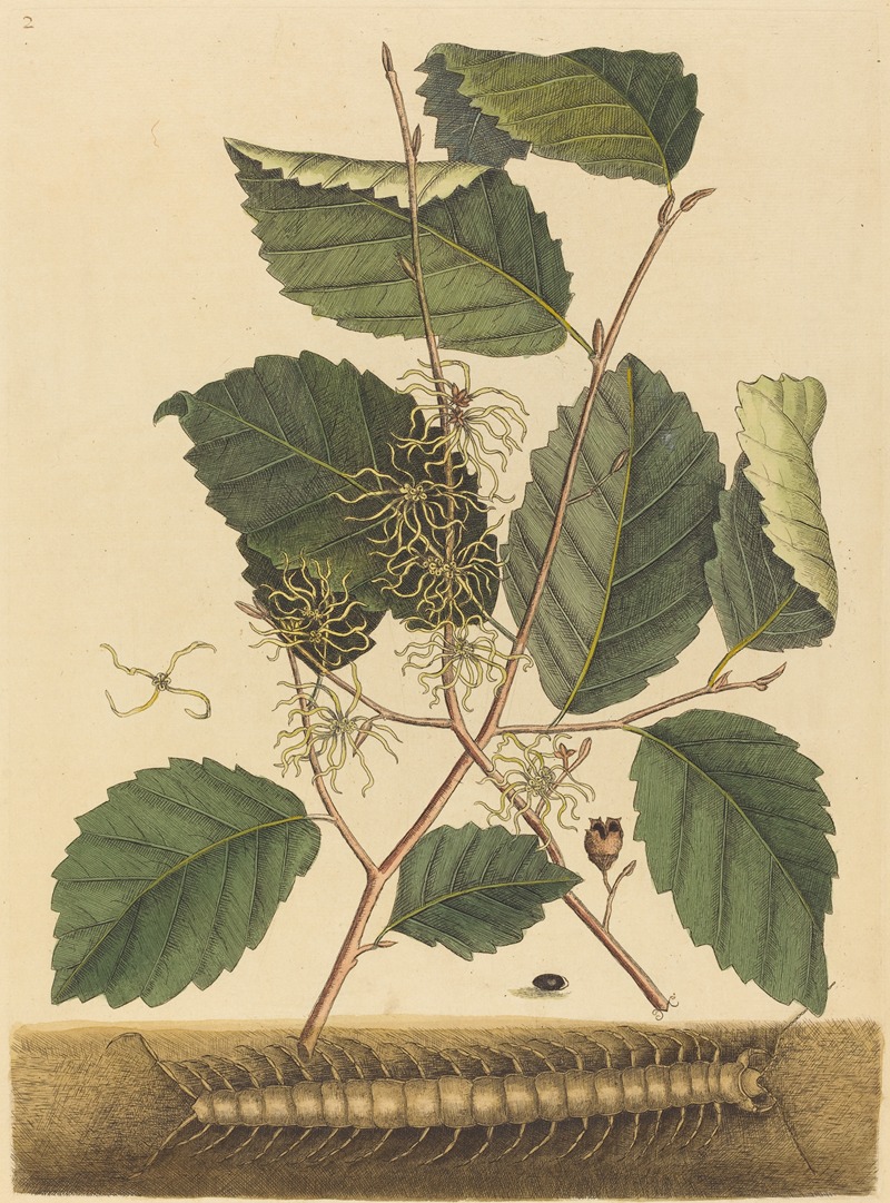 Centipede (Scolopendra morsitans) by Mark Catesby, 1731-1743 — digital art print download