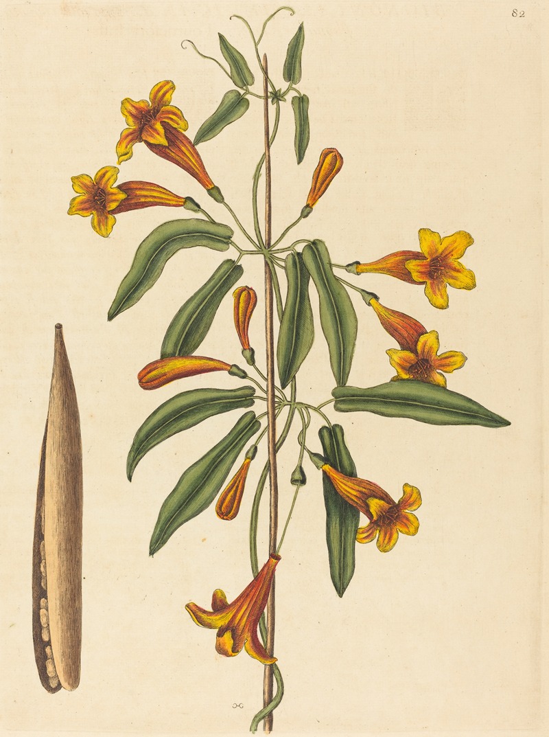 Cross-vine (Bignonia capreolata) by Mark Catesby, 1754 — digital art print download