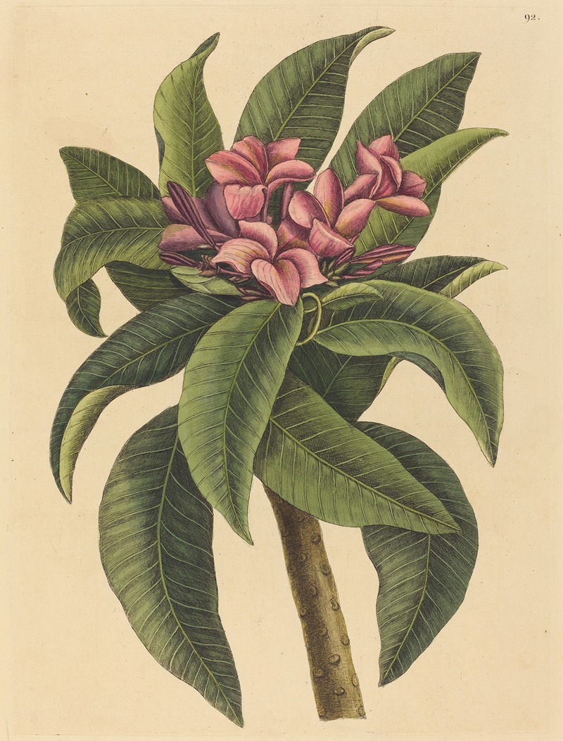 Red Frangipanni (Plumeria rubra) — Mark Catesby