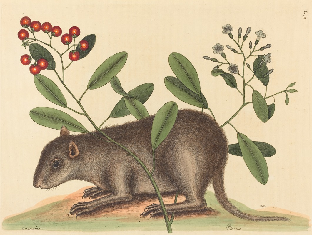 The Bahama Coney (Mus Monax) — Mark Catesby