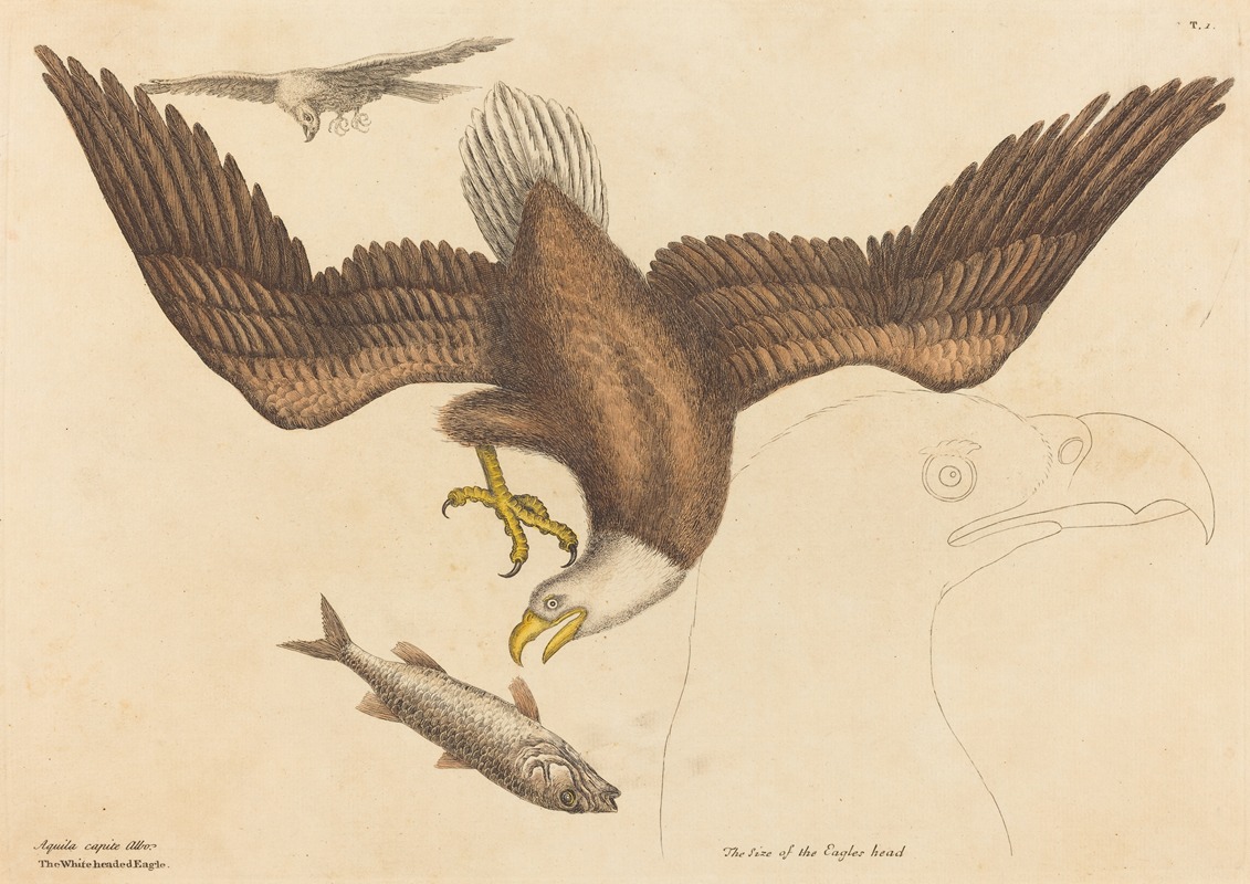 The Bald Eagle (Falco leucocephalus) by Mark Catesby, 1731-1743 — digital art print download