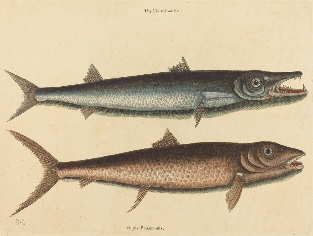 The Barracuda (Esox barracuda) by Mark Catesby, 1754 — digital art print download