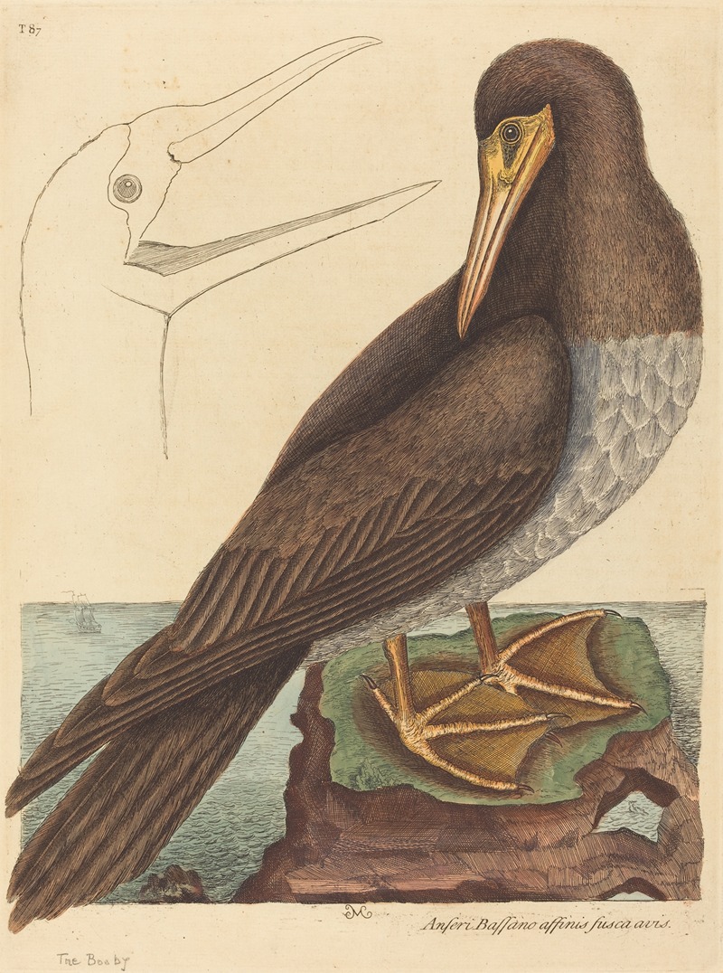 The Booby (Pelecanus Sula) by Mark Catesby, 1731-1743 — digital art print download