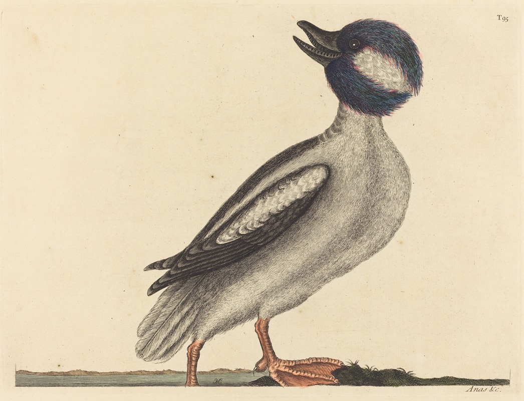 The Buffel's Head Duck (Anas bucephala) by Mark Catesby, 1731-1743 — digital art print download