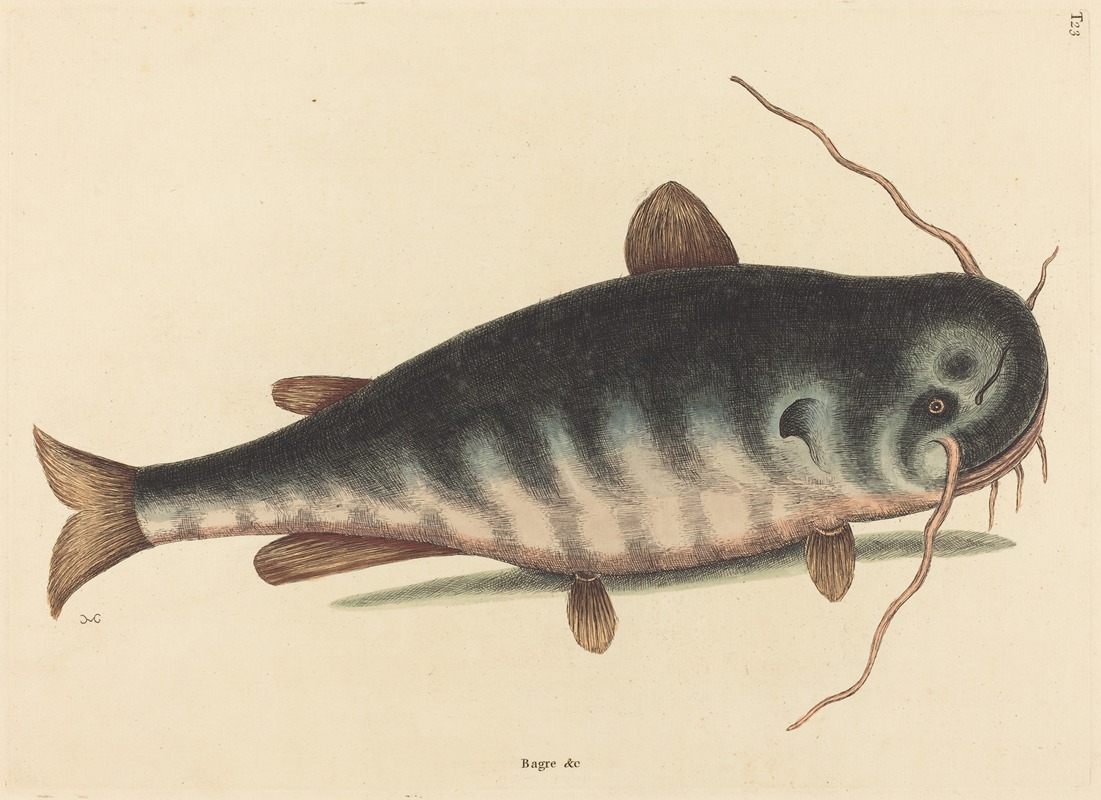 The Cat Fish (Silurus catus) by Mark Catesby, 1754 — digital art print download