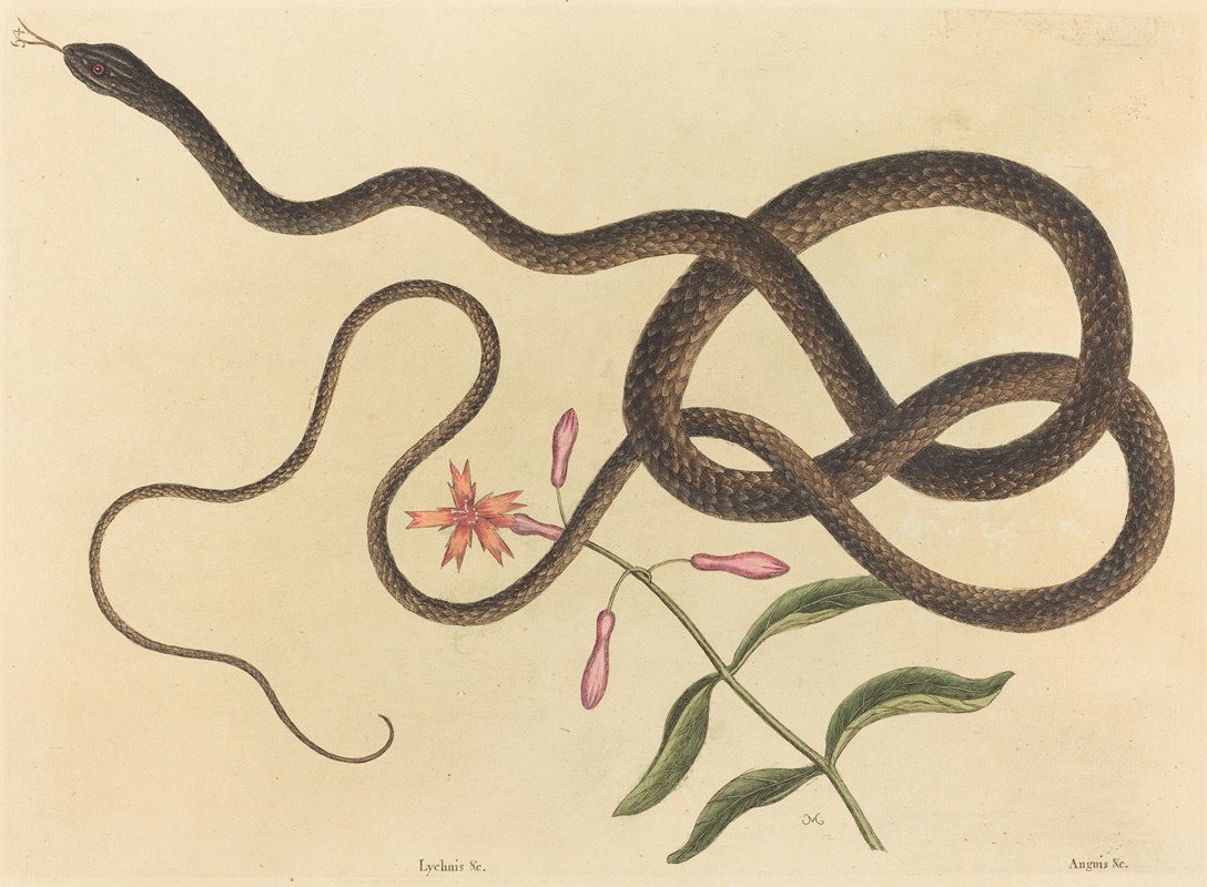 The Coach-whip Snake (Coluber flagellum) — Mark Catesby