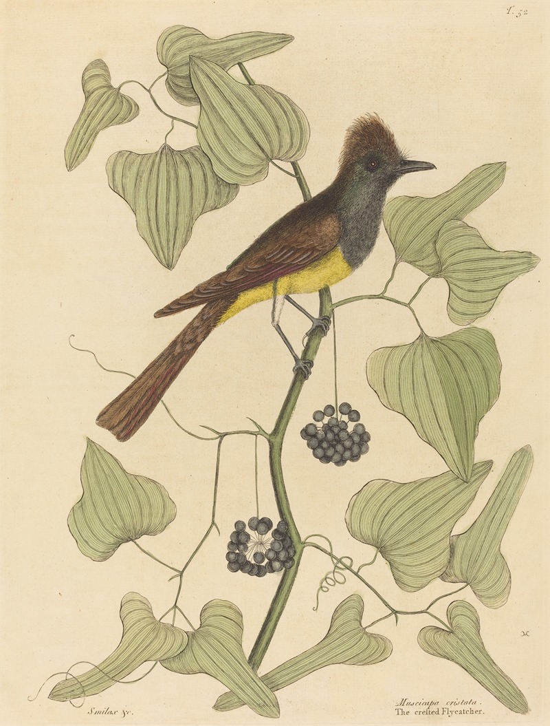 The Crested Flycatcher (Muscicapa cristata) — Mark Catesby