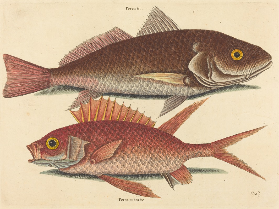 The Croker (Perca undulata) by Mark Catesby, 1731-1743 — digital art print download