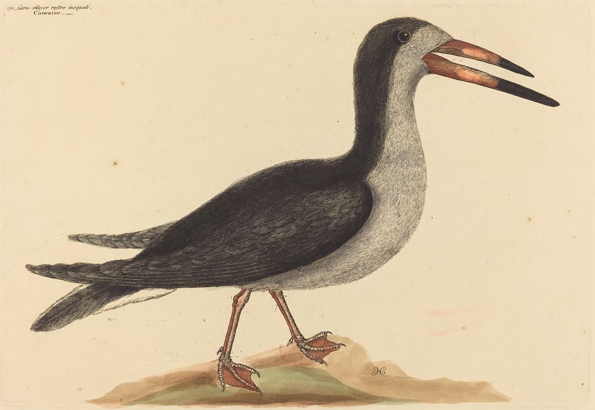 The Cutwater (Rhynchops nigra) by Mark Catesby, 1731-1743 — digital art print download