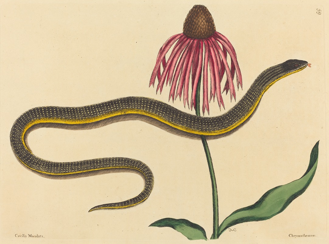 The Glass Snake (Anguis ventralis) — Mark Catesby