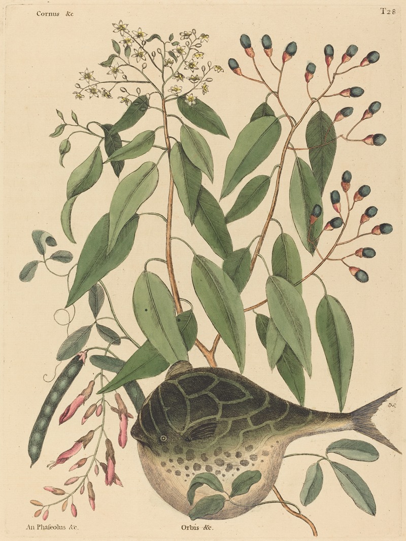 The Globe Fish (Tetrodon lagocephalus) — Марк Кейтсби