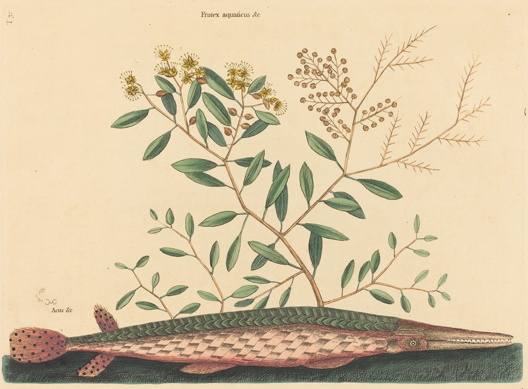 The Green Gar Fish (Esox osseus) — Mark Catesby