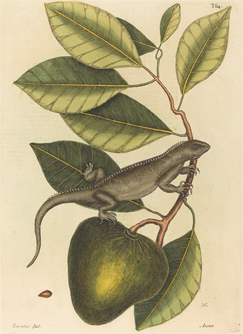 The Guana (Lacerta Iguana) by Mark Catesby, 1731-1743 — digital art print download