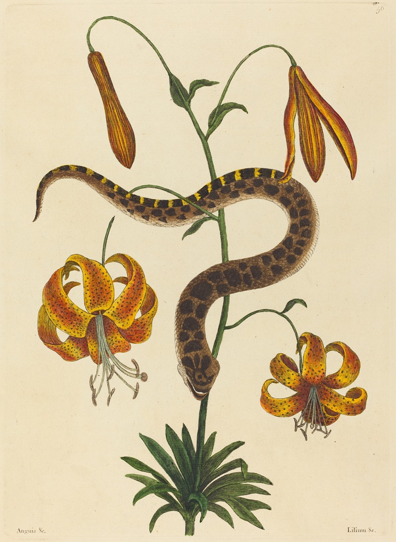 The Hog-nose Snake (Boa contortrix) by Mark Catesby, 1731-1743 — digital art print download