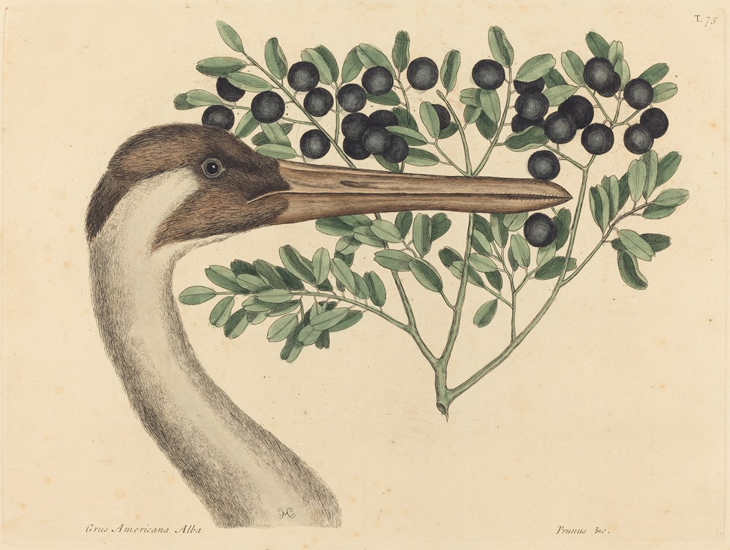 The Hooping Crane (Ardea Americana) by Mark Catesby, 1731-1743 — digital art print download