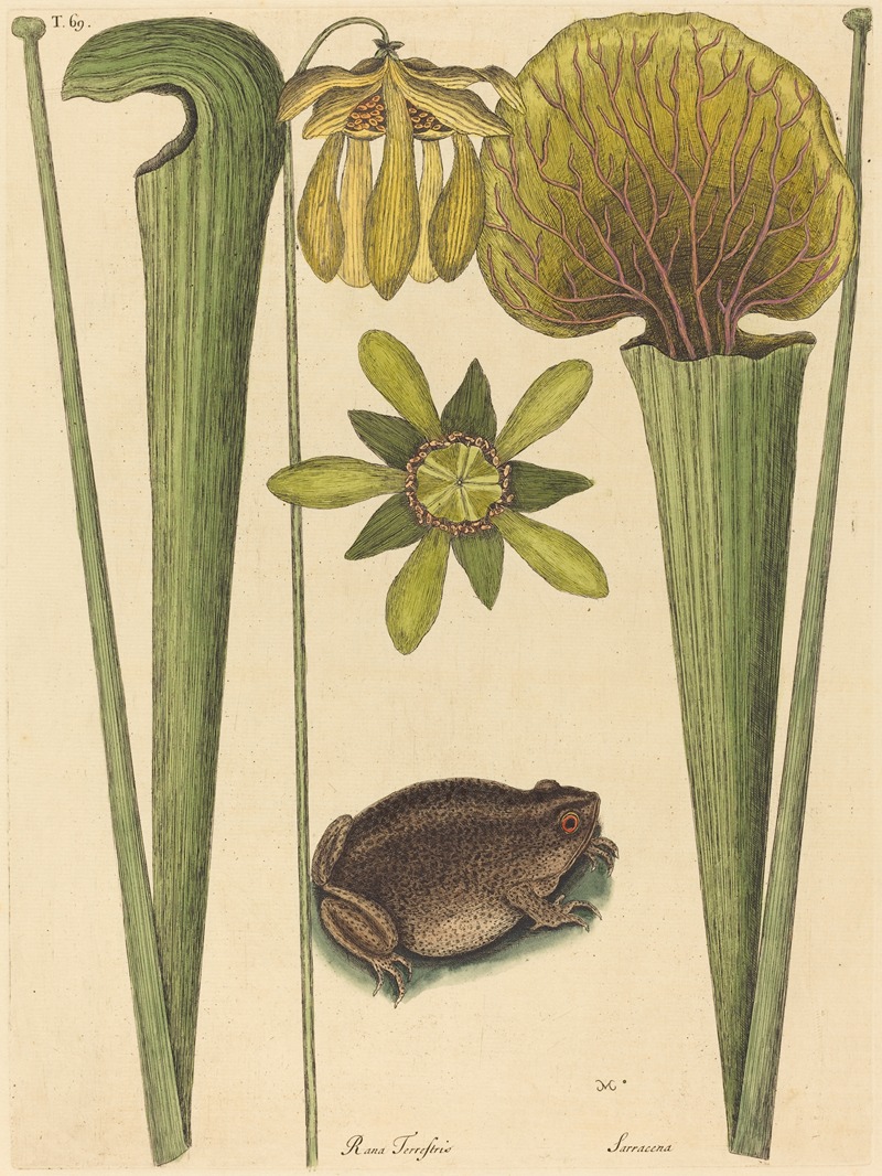 The Land Frog (Rana) — Марк Кейтсби