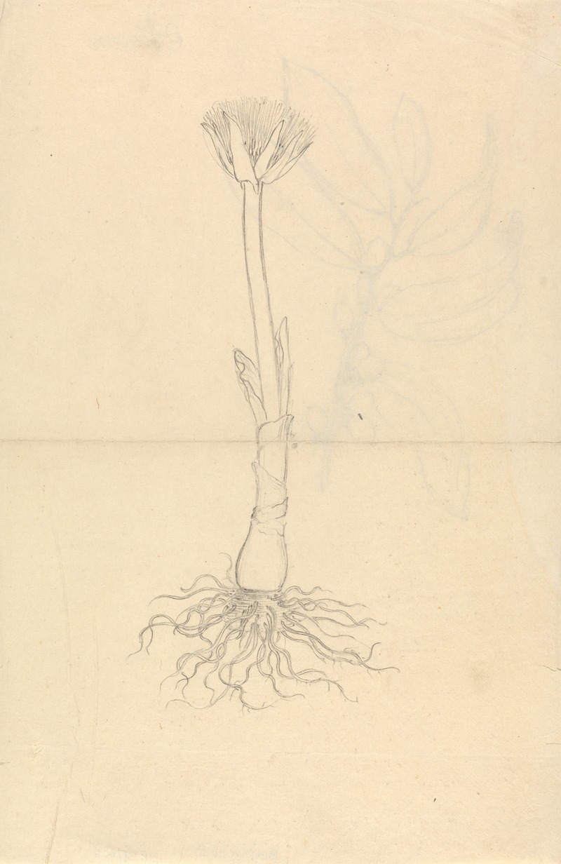 Scadoxus Puniceus by Luigi Balugani — digital art print download
