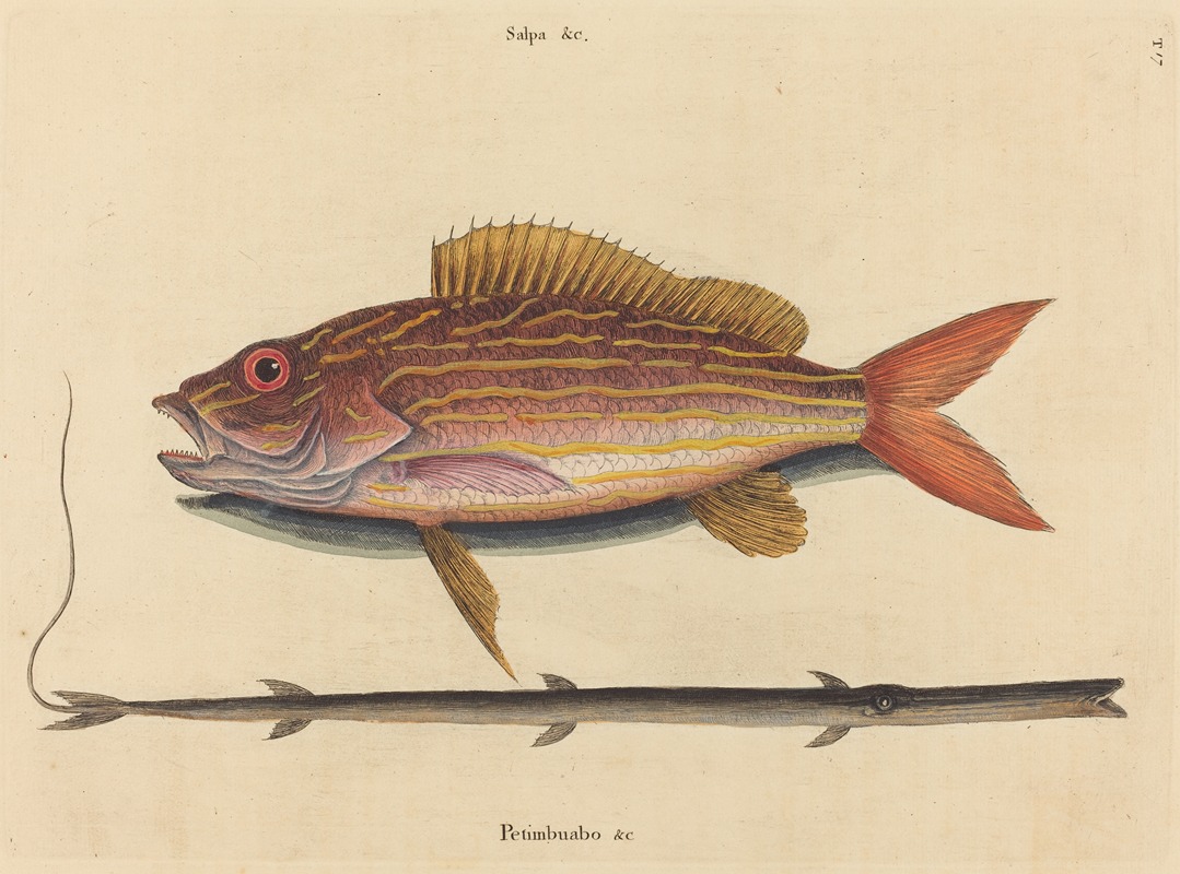 The Lane-snapper (Sparus synagris) by Mark Catesby, 1731-1743 — digital art print download