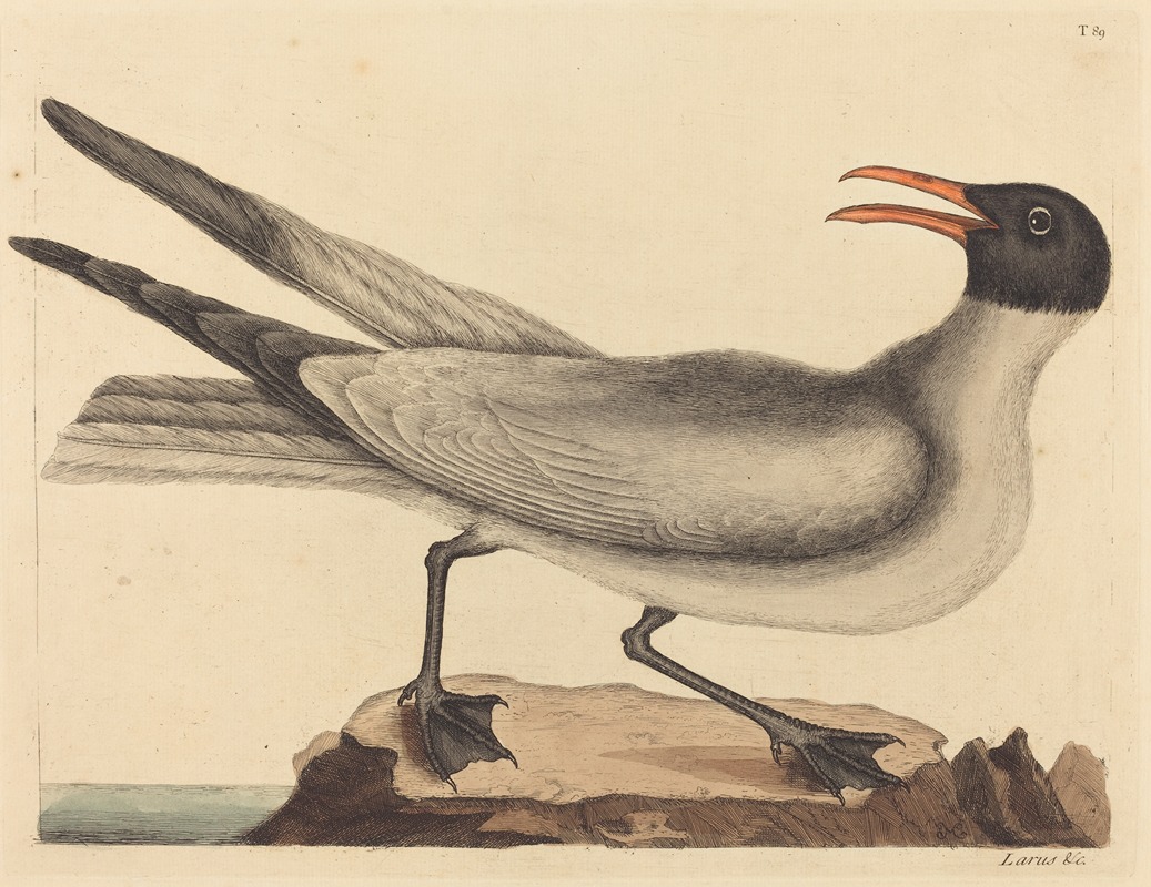 The Laughing Gull (Larus articilla) — Марк Кейтсби