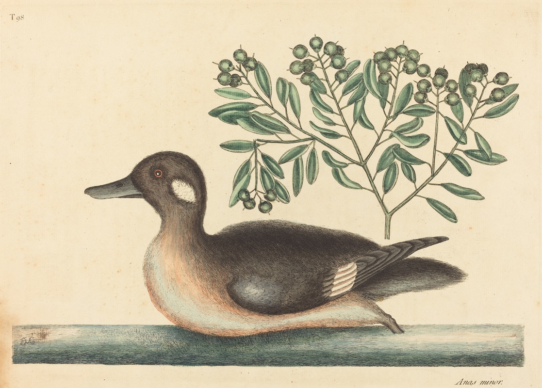 The Little Brown Duck (Anas rustica) by Марк Кейтсби, 1754 — digital art print download