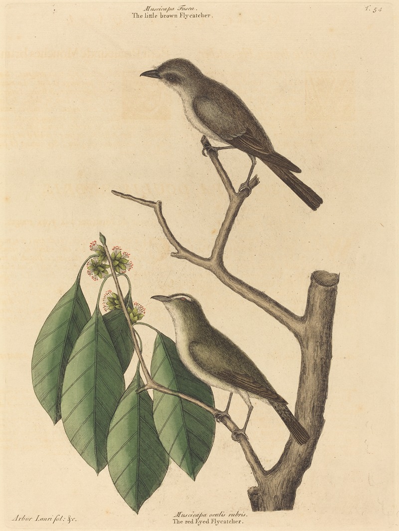 The Little Brown Flycatcher by Mark Catesby, 1731-1743 — digital art print download