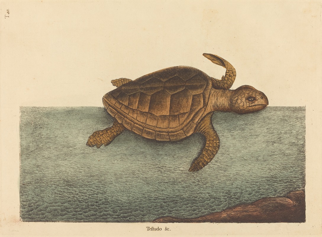 The Logger-head Turtle (Testudo Cavanna) by Mark Catesby, 1731-1743 — digital art print download