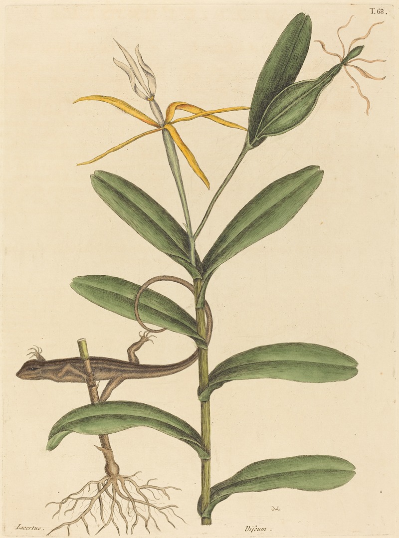 The Lyon Lizard (Lacerta 6-lineata) by Mark Catesby, 1731-1743 — digital art print download