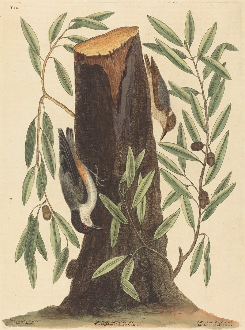 The Nuthatch (Sitta Europaea) by Mark Catesby, 1754 — digital art print download