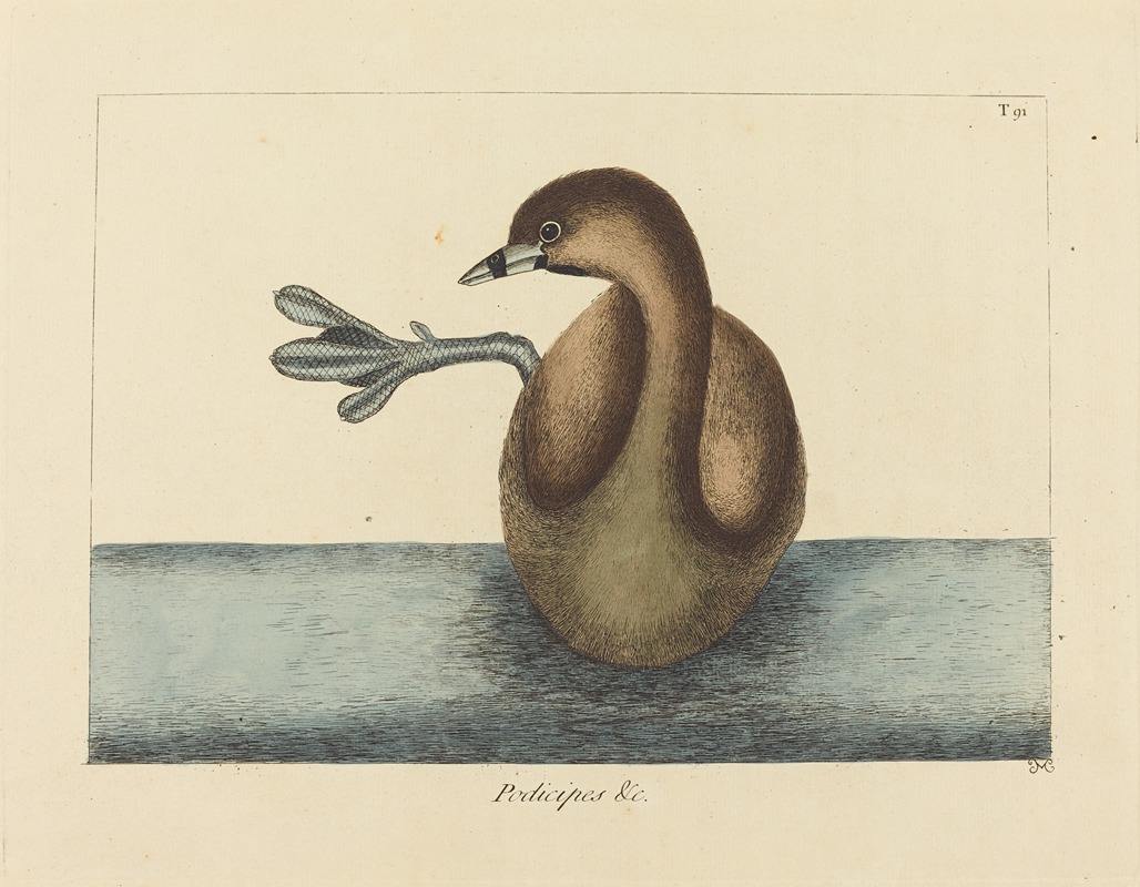 The Pied-billed Dobchick (Colymbus podiceps) — Mark Catesby