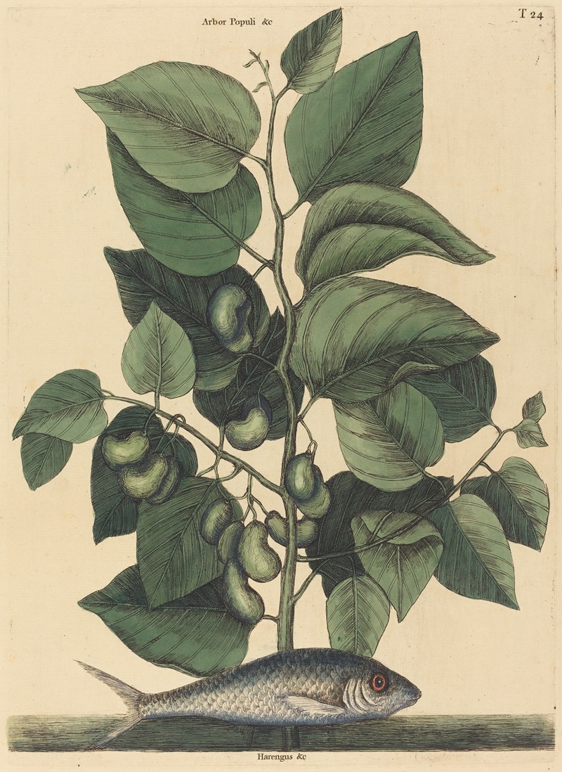 The Pilchard (Argentina carolina) — Mark Catesby