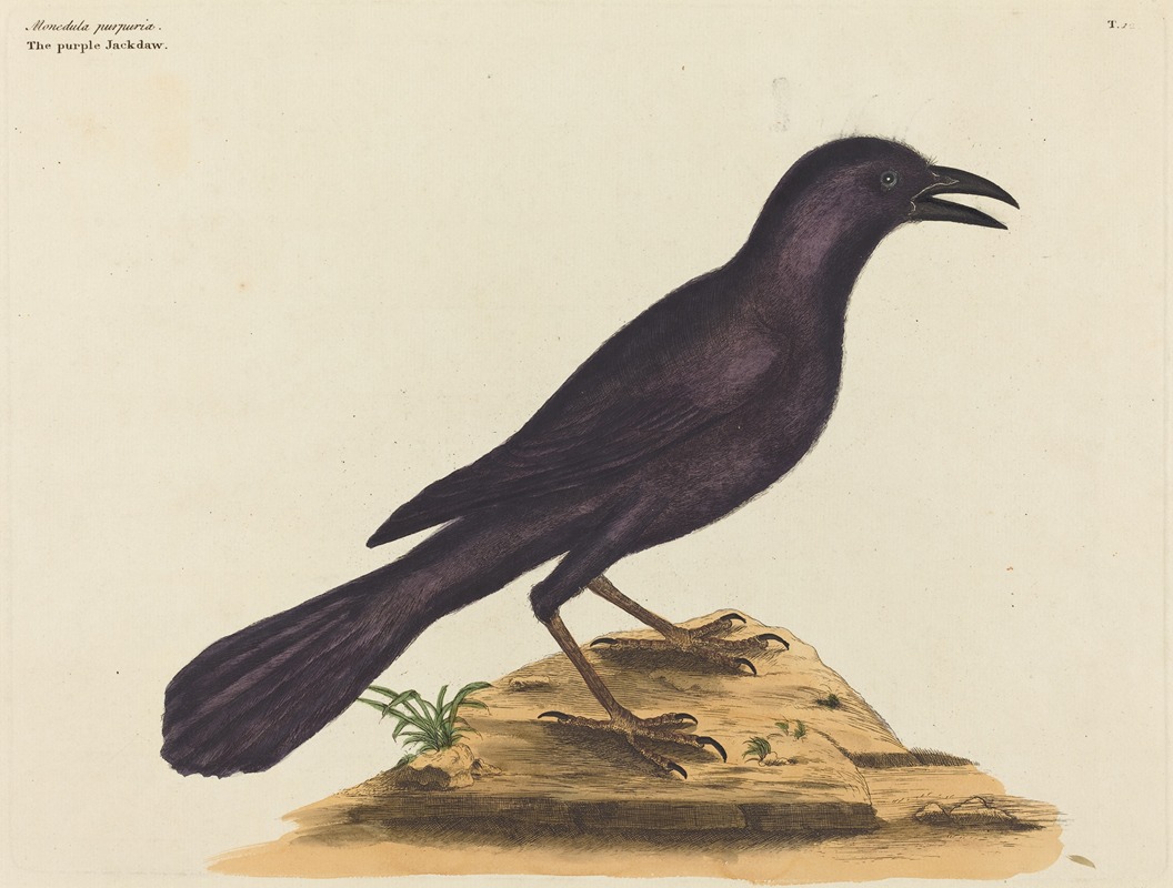 The Purple Jack Daw (Gracula Quiscula) by Mark Catesby, 1731-1743 — digital art print download