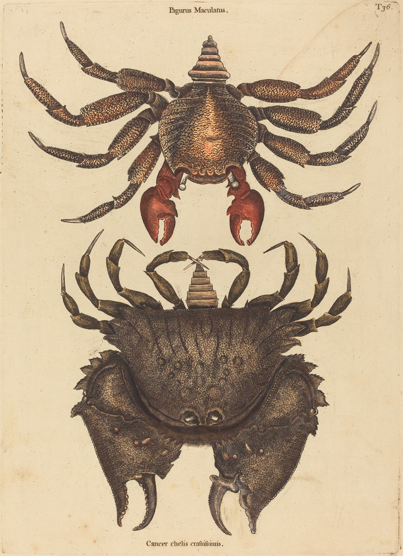 The Red Mottled Rock-crab (Cancer grapsus) — Mark Catesby