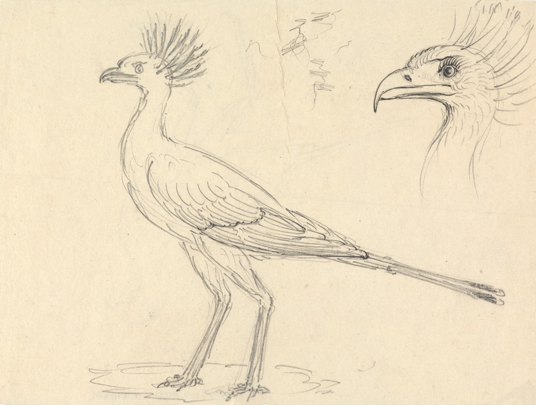 Secretary Bird by Luigi Balugani — digital art print download