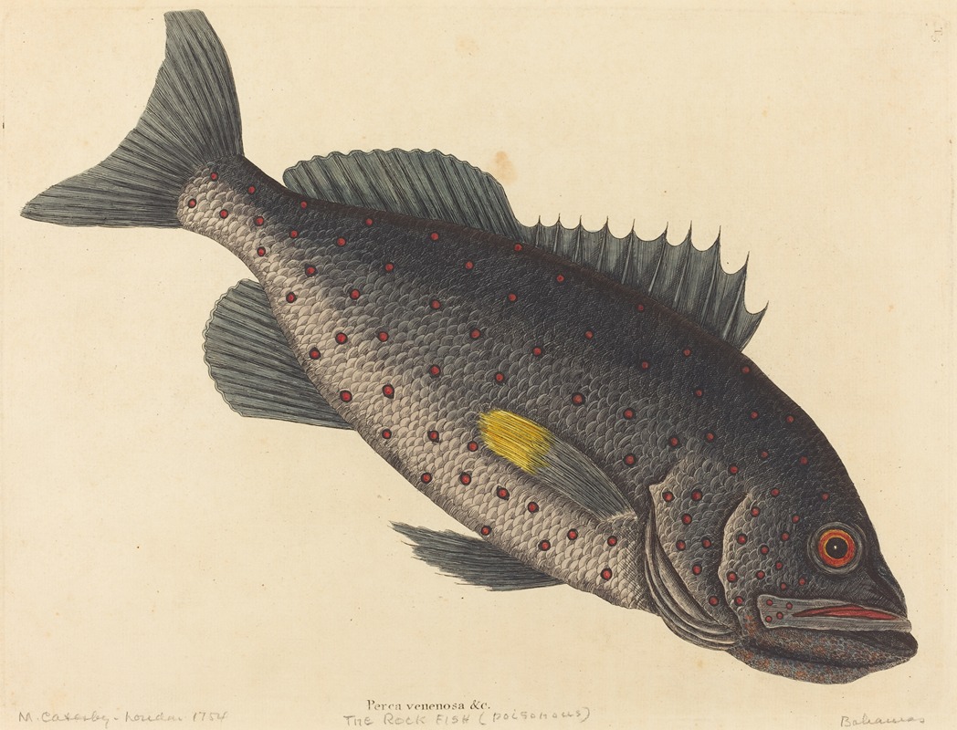 The Rock Fish (Perca venenosa) by Mark Catesby, 1754 — digital art print download
