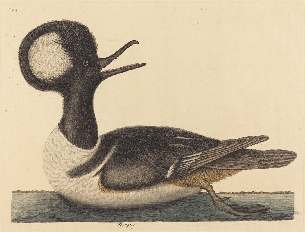 The Round Crested Duck (Mergus cucullatus) — Mark Catesby