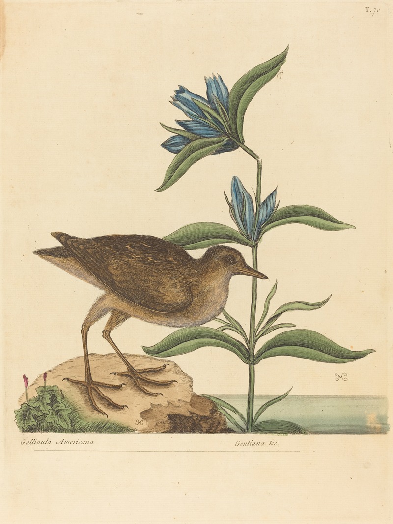 The Soree (Rallus Virginianus) by Mark Catesby, 1731-1743 — digital art print download