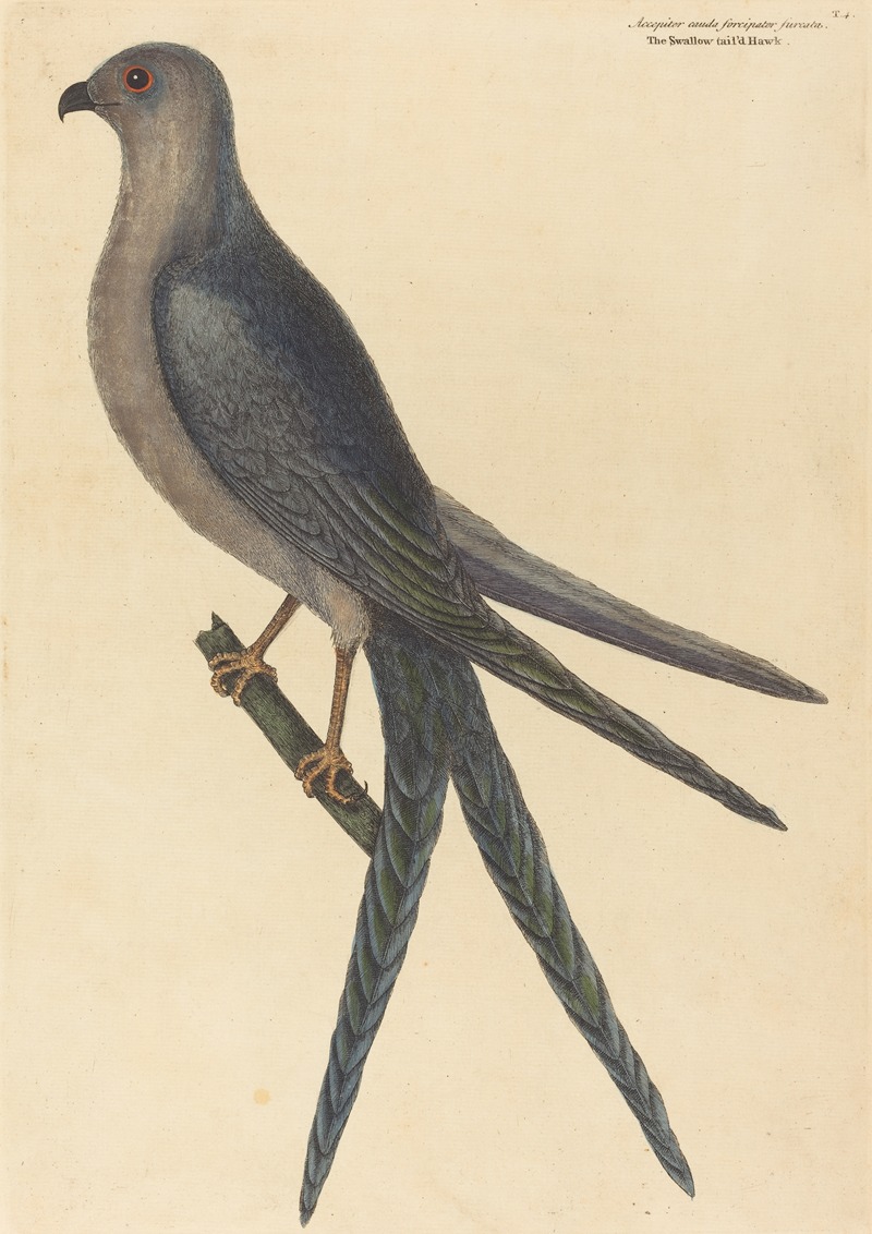 The Swallow Tail Hawk (Falco furcatus) — Mark Catesby