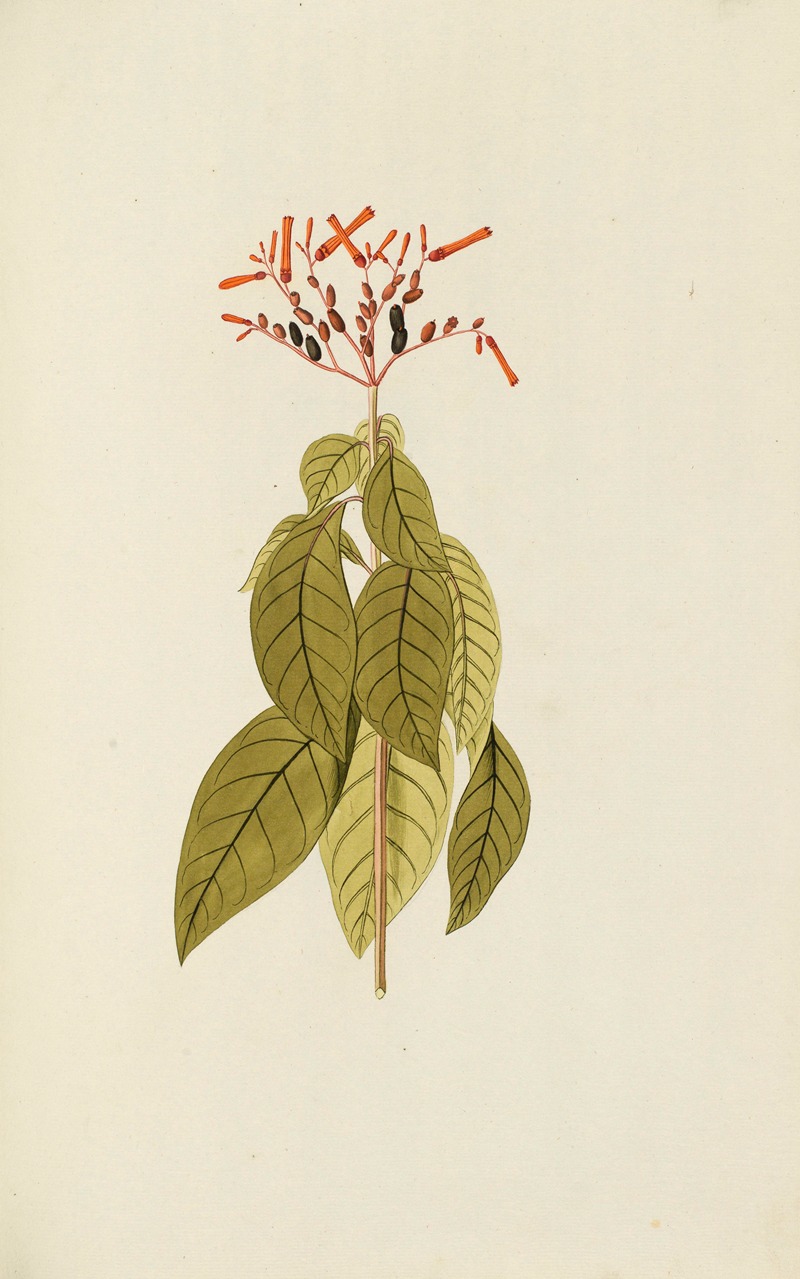 Selectarum stirpium Americanarum historia Pl.072 — Nikolaus Joseph Freiherr von Jacquin