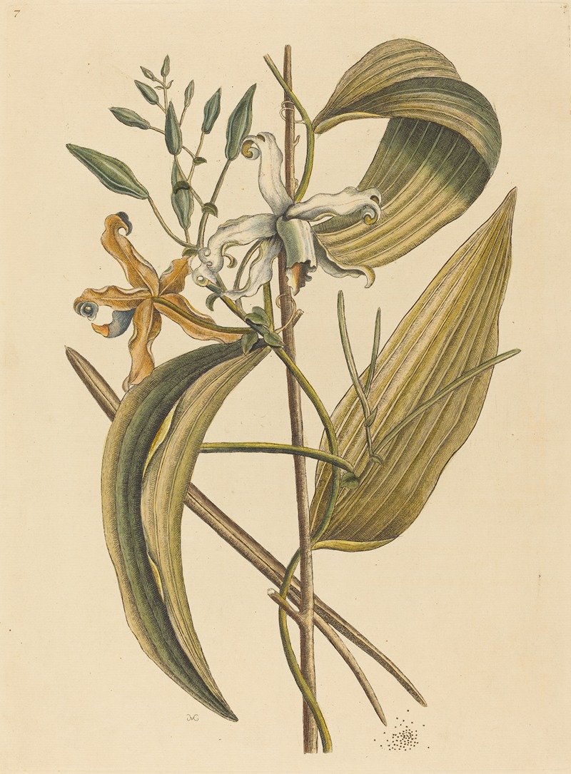 The Vanelloe (Epidendrum Vanilla) by Mark Catesby, 1731-1743 — digital art print download