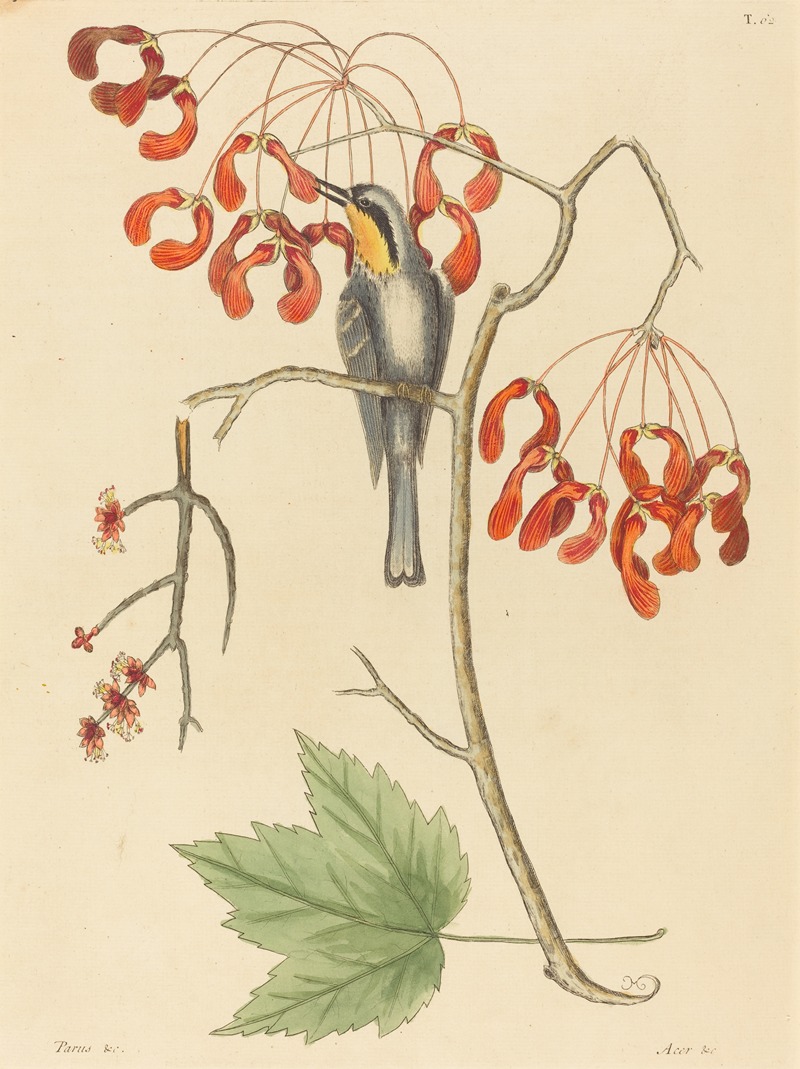 The Yellow Throated Creeper by Mark Catesby, 1754 — digital art print download